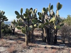 Opuntia galapageia
