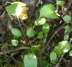 Packera obovata