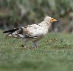 Neophron percnopterus