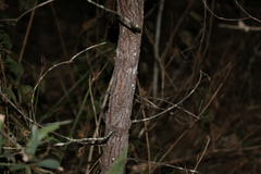 Acacia leiocalyx