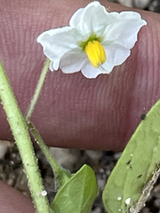 Solanum adscendens