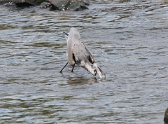 Ardea herodias