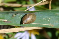 Succinea putris