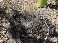 Echinocereus engelmannii engelmannii