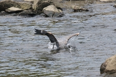 Ardea herodias