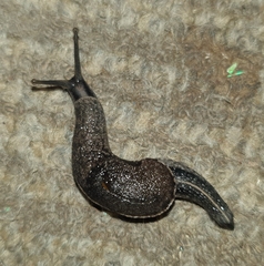 Parmarion
