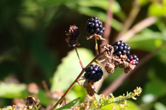 Rubus allegheniensis
