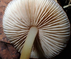 Marasmius cohaerens