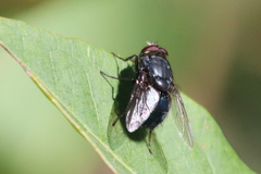 Cynomya cadaverina
