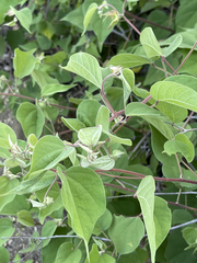 Gossypium davidsonii