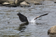 Ardea herodias