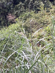 Miscanthus