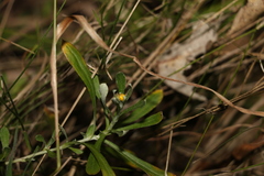 Chrysocephalum apiculatum