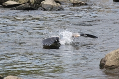 Ardea herodias