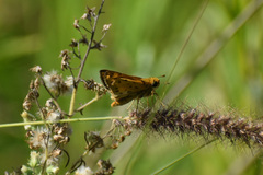 Hylephila phyleus phyleus