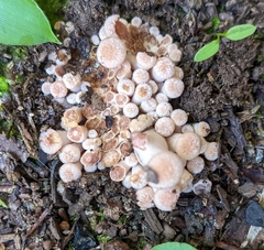 Desarmillaria tabescens