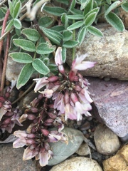 Astragalus australis