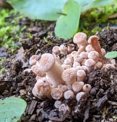 Desarmillaria tabescens