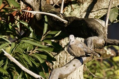 Streptopelia decaocto