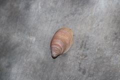 Crepidula onyx