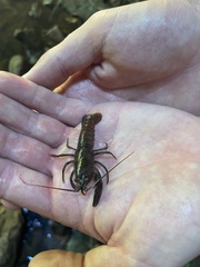 Procambarus clarkii