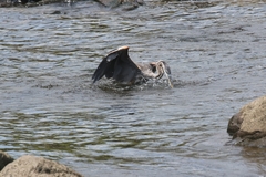 Ardea herodias