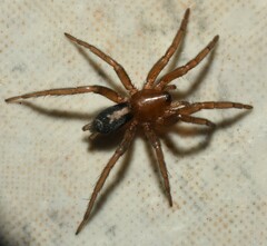 Herpyllinae