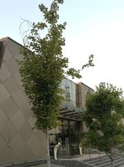 Acer rubrum
