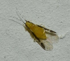 Monellia caryella