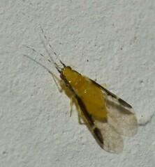 Monellia caryella