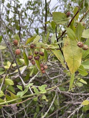 Conocarpus erectus