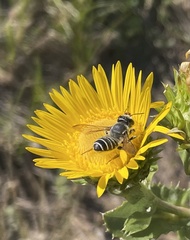 Megachile inimica