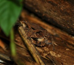 Proceratophrys appendiculata