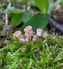 Desarmillaria tabescens