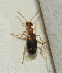 Stricticomus tobias