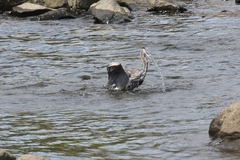 Ardea herodias