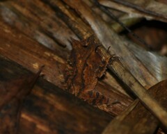 Proceratophrys appendiculata