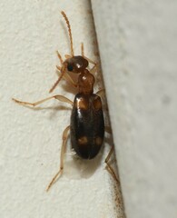 Stricticomus tobias