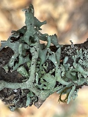 Hypogymnia imshaugii