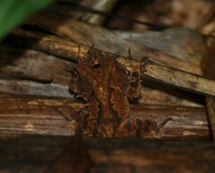 Proceratophrys appendiculata