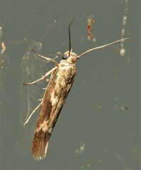 Scythris trivinctella