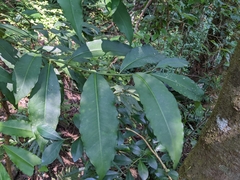Ardisia virens