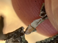 Hypogymnia imshaugii