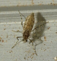 Chaoborus punctipennis