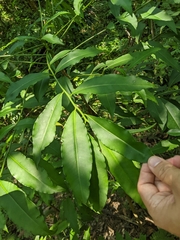 Ardisia virens