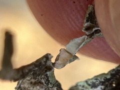 Hypogymnia imshaugii