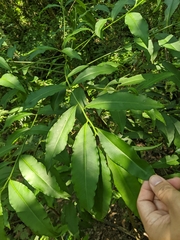 Ardisia virens