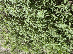 Amaranthus albus