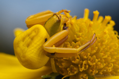 Misumenoides formosipes