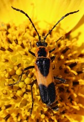 Chauliognathus basalis